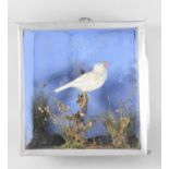 A Cased Taxidermy Study of Albino Canary on Branch, 23x25cms