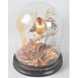 A Taxidermy Study of a Goldfinch in Naturalistic Setting under Glass Dome, 21cms High