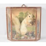 A Cased Taxidermy Study of a Red Squirrel Holding Pine Cone, Naturalistic Setting, 30cms Wide and