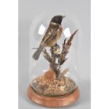A Taxidermy Study of European Stonechat on Branch, Under Glass Dome, 22cms High