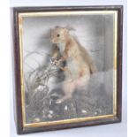 A Cased Taxidermy Study of a Red Squirrel with Acorn set in Naturalistic Setting, 30cms Wide and