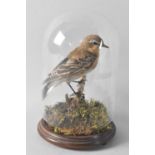 A Taxidermy Study of a Wheatear, Under Glass Dome, 22cms High