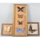 A Collection of Framed Exotic Butterflies