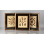 A Set of Three Cushion Framed Hand Coloured Engravings 'Conchology' After J Chapman Published by J