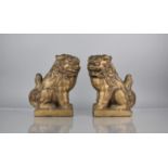 A Pair of Two Heavy Gilt Cast Plaster Studies of Temple Lions, 25cms High