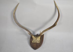 A Three Point Trophy Antler on Shield Plinth, AF