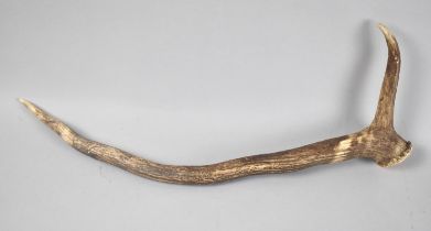 A Section of Stag Two Point Antler, 44cms long