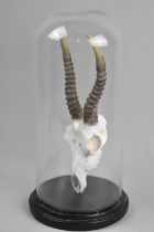 A Modern Ceramic Model of an Ibex Skull Under Glass Dome, 27cms High