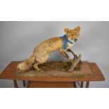 A Rather Forlorn Taxidermy Study of a Fox, Condition issues