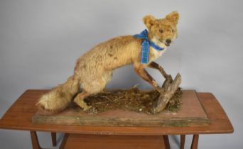 A Rather Forlorn Taxidermy Study of a Fox, Condition issues