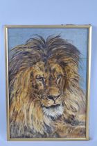 A Framed Oil on Board, Lion, 35x50cms