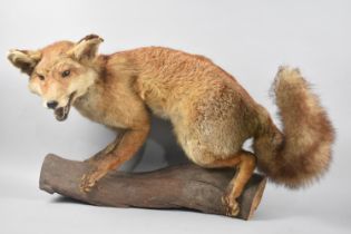 A Taxidermy Study of a Fox on a Tree Branch, 75cm Long