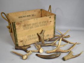 A Vintage Plywood Box Containing Various Antler Sections