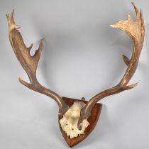 A Pair of Red Deer Antlers Mounted on Mahogany Shield Plinth