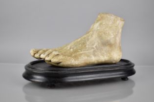 A Late 19th Century/ Early 20th Century Plaster Artists Foot, A Life Sized Teaching Aid Mounted On
