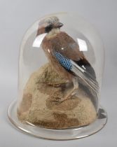 A Taxidermy Study of Jay Perched on Rock with Unrelated Glass Dome, 27cms High