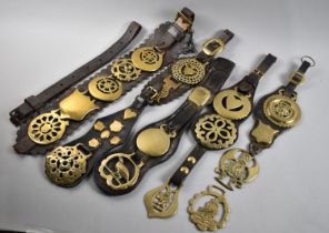 A Collection of Victorian and Later Leather Harness Martingales and Straps with Horse Brasses