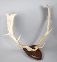 A Pair of Mounted Red Deer Antlers on Shield Wall Hanging