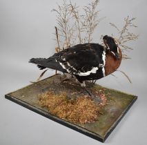 A Taxidermy Study of a Red Breasted Goose