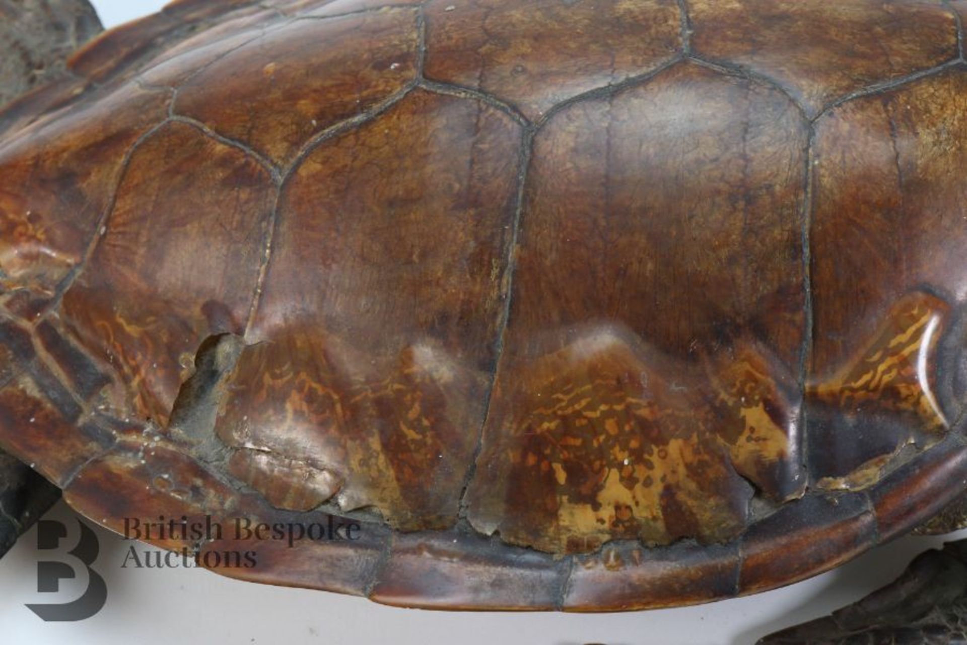 Taxidermy Turtle - Bild 4 aus 4