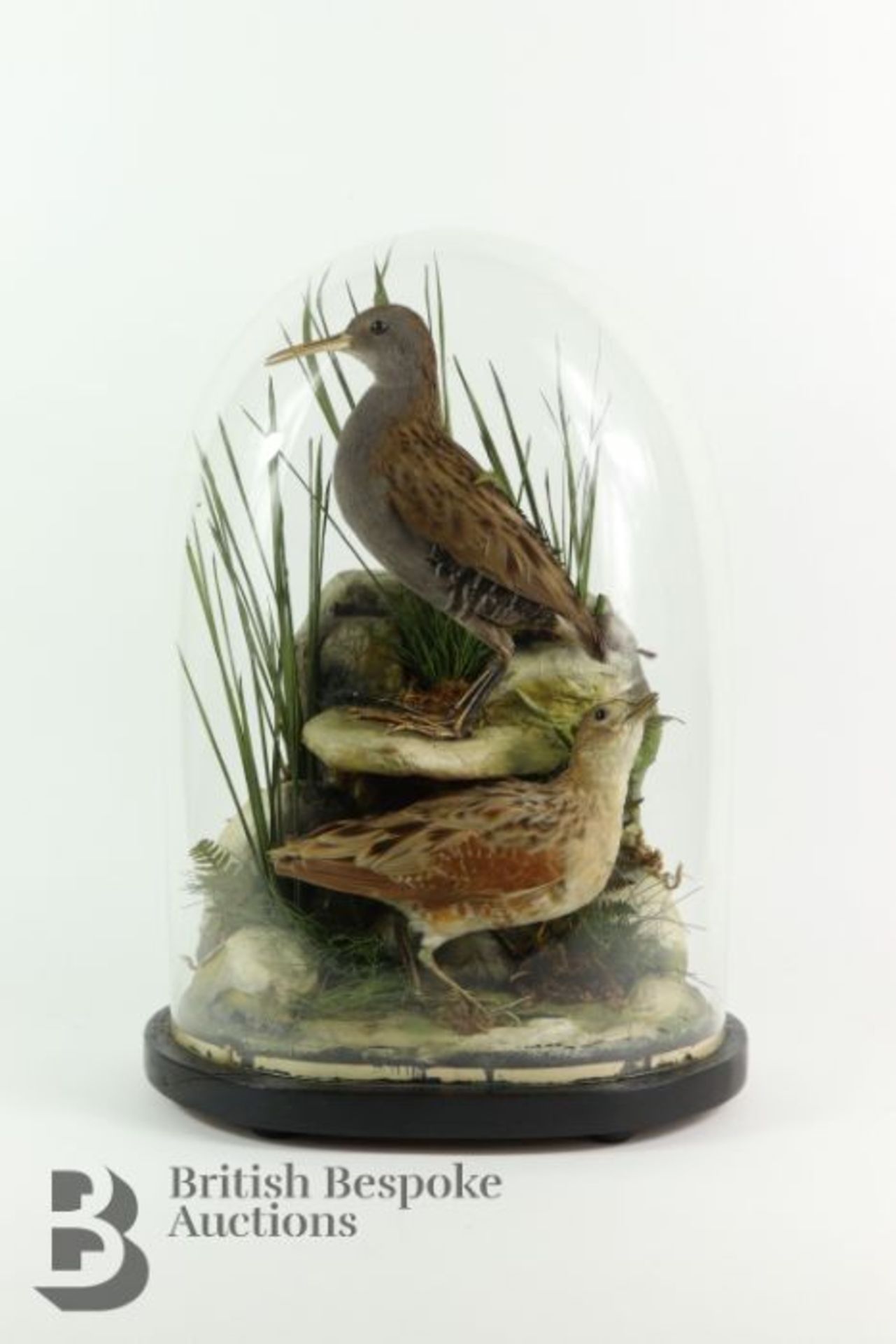 Taxidermy Birds - Image 2 of 6