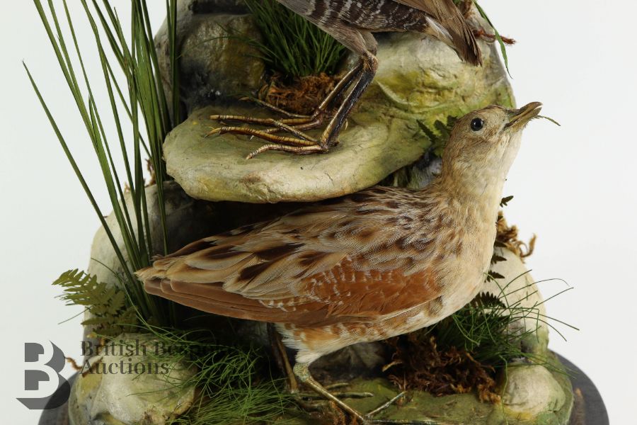 Taxidermy Birds - Image 6 of 6