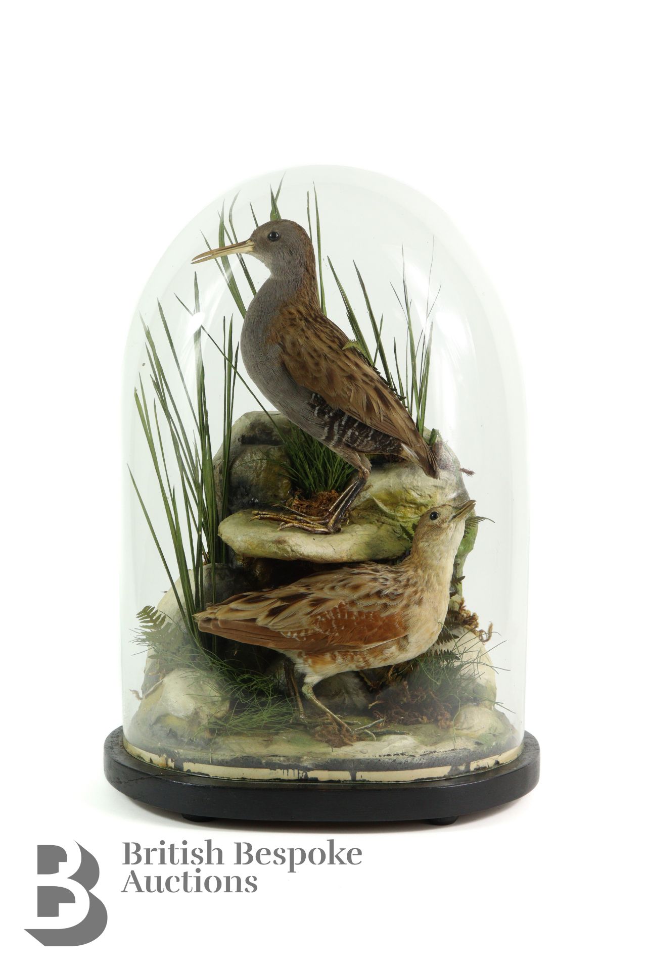 Taxidermy Birds