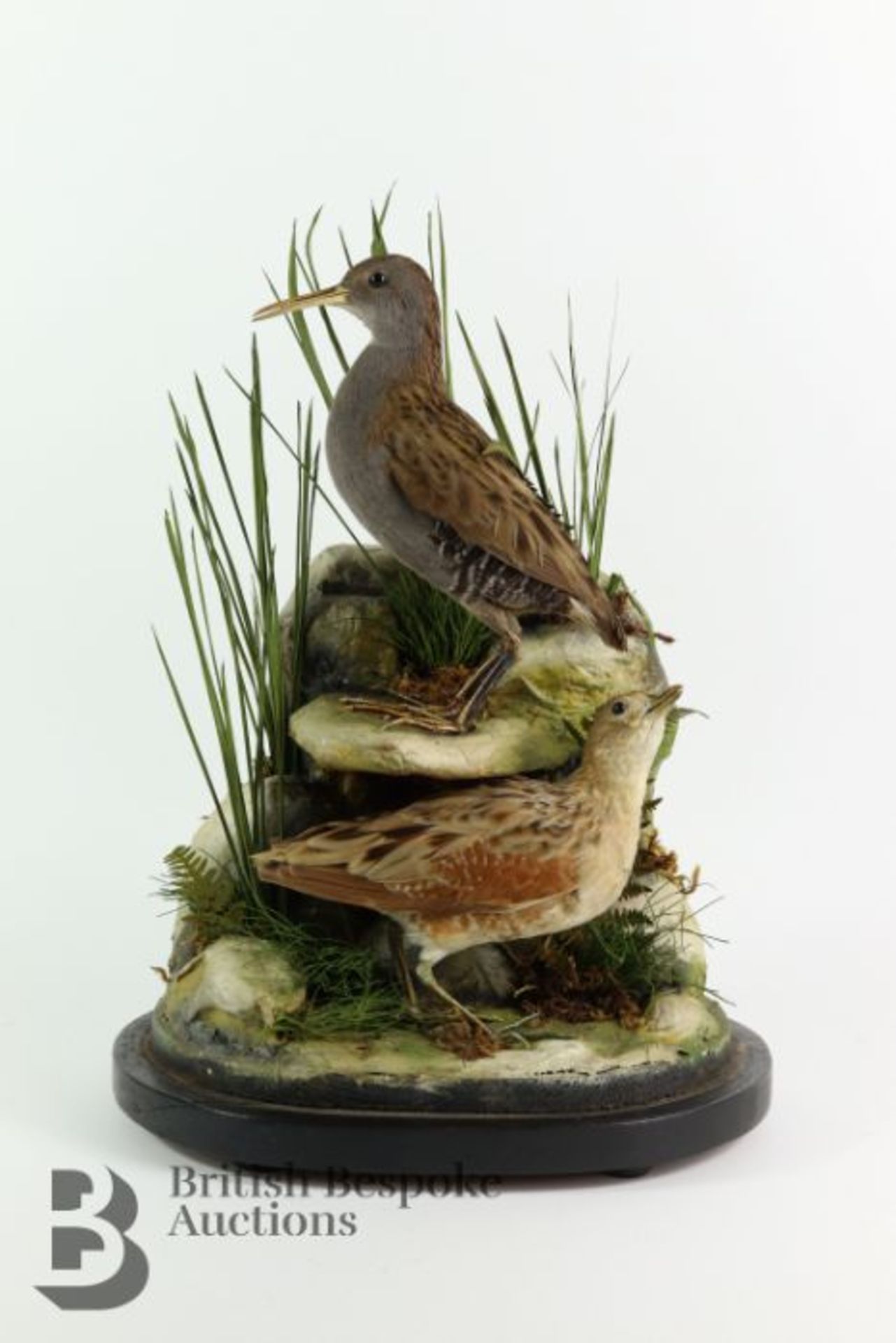 Taxidermy Birds - Image 4 of 6