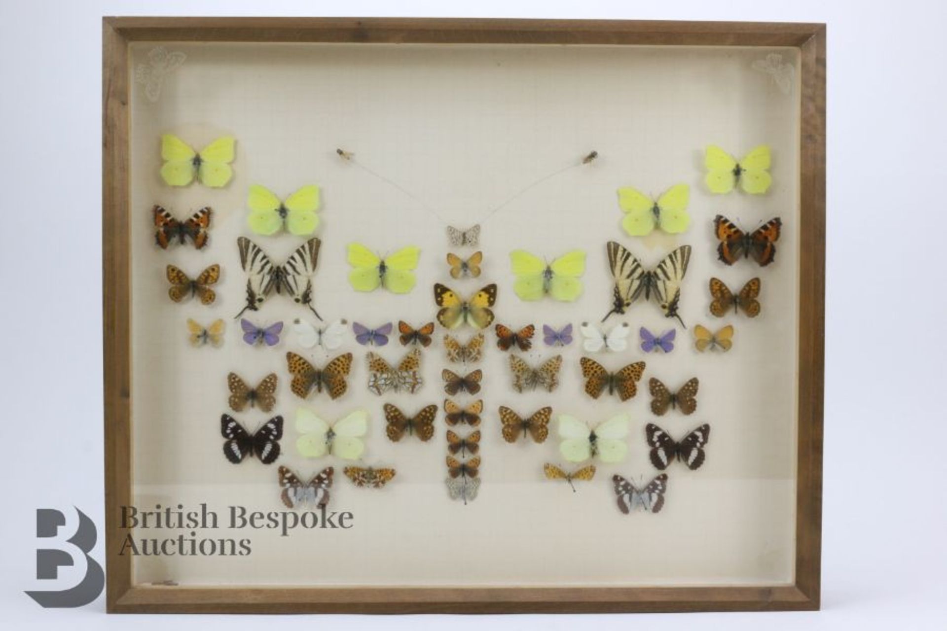 Lepidopterology - Collection of Taxidermy Butterflies - Bild 5 aus 28