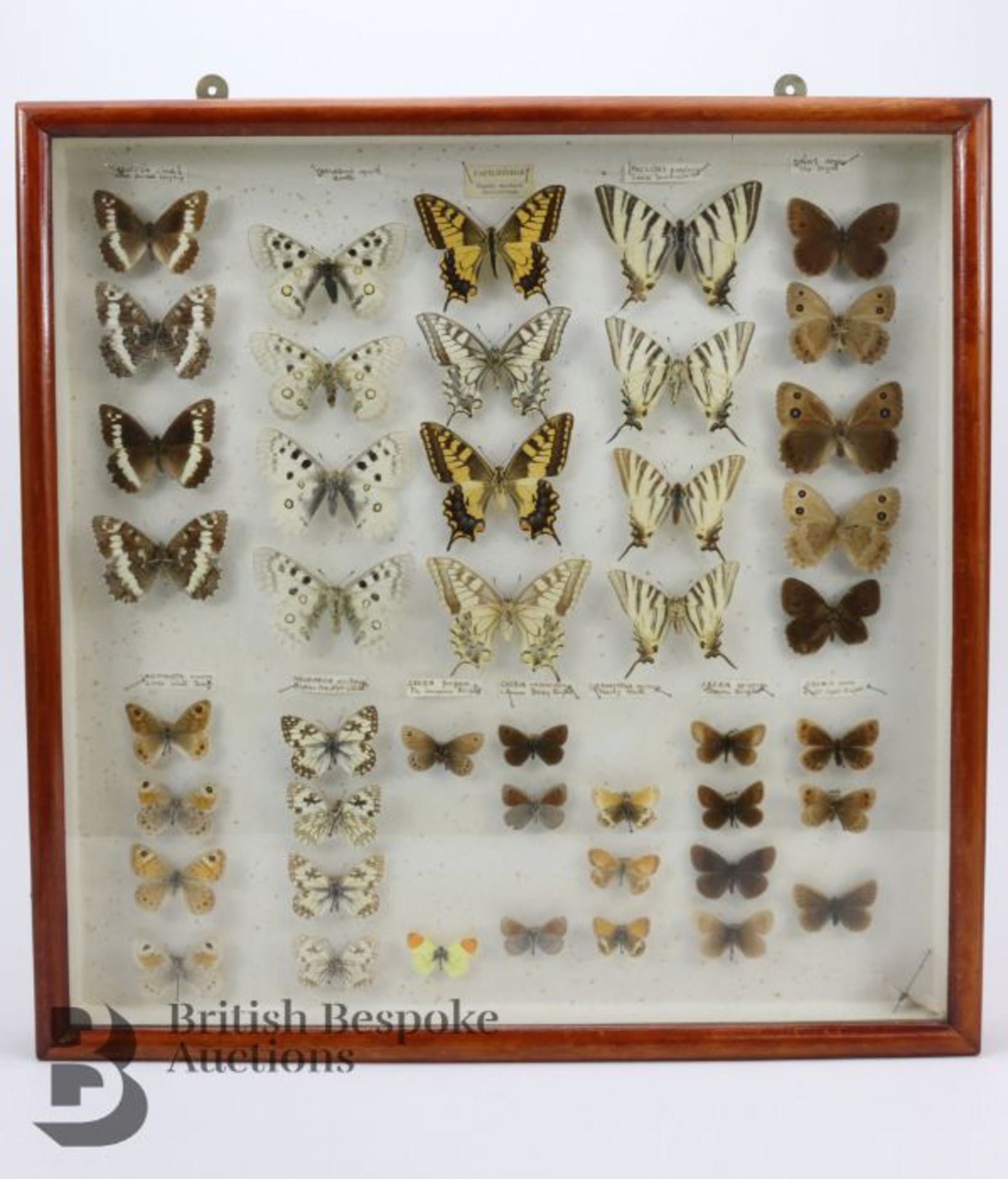 Lepidopterology - Collection of Taxidermy Butterflies - Bild 2 aus 28