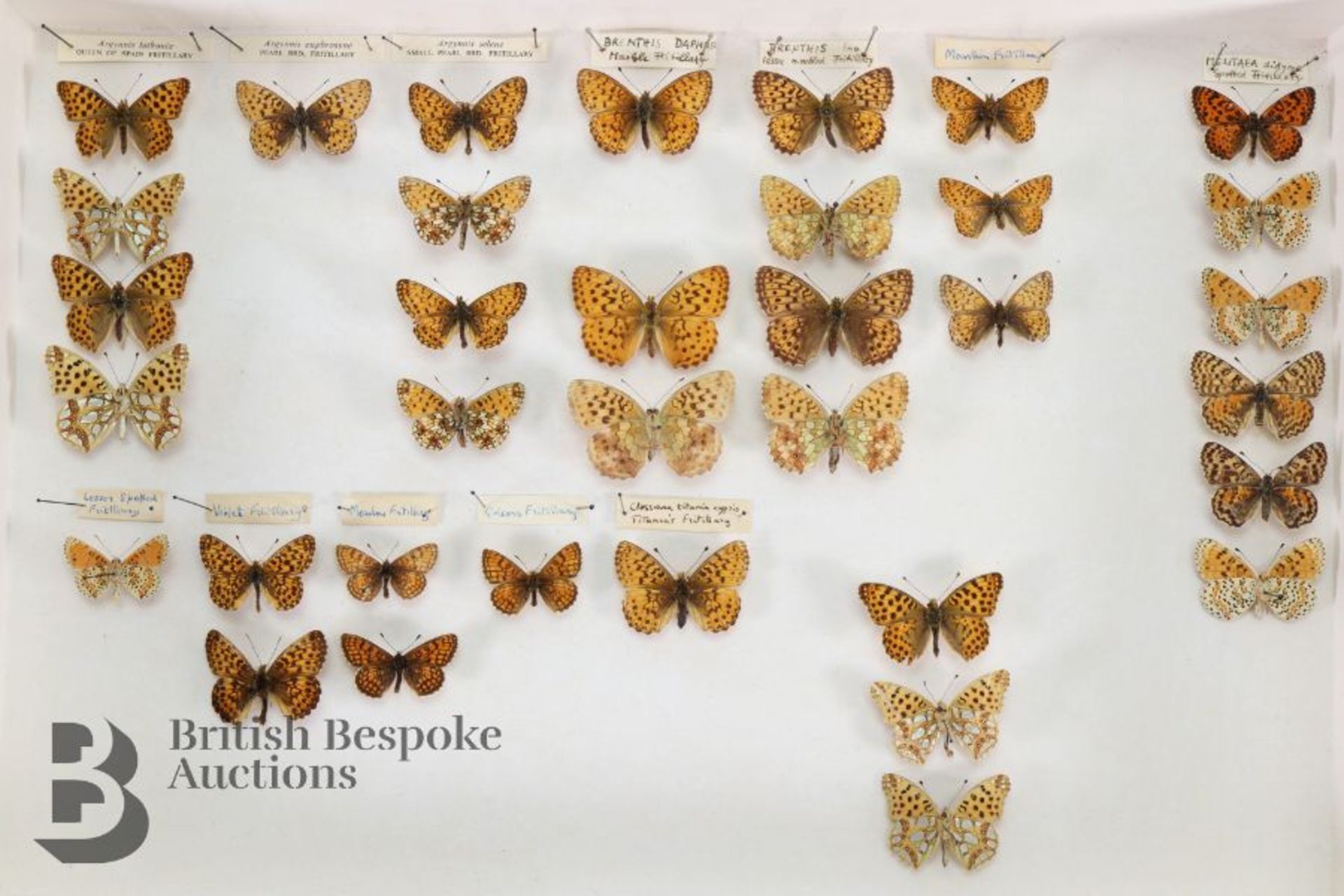 Lepidopterology - Collection of Taxidermy Butterflies - Bild 26 aus 28