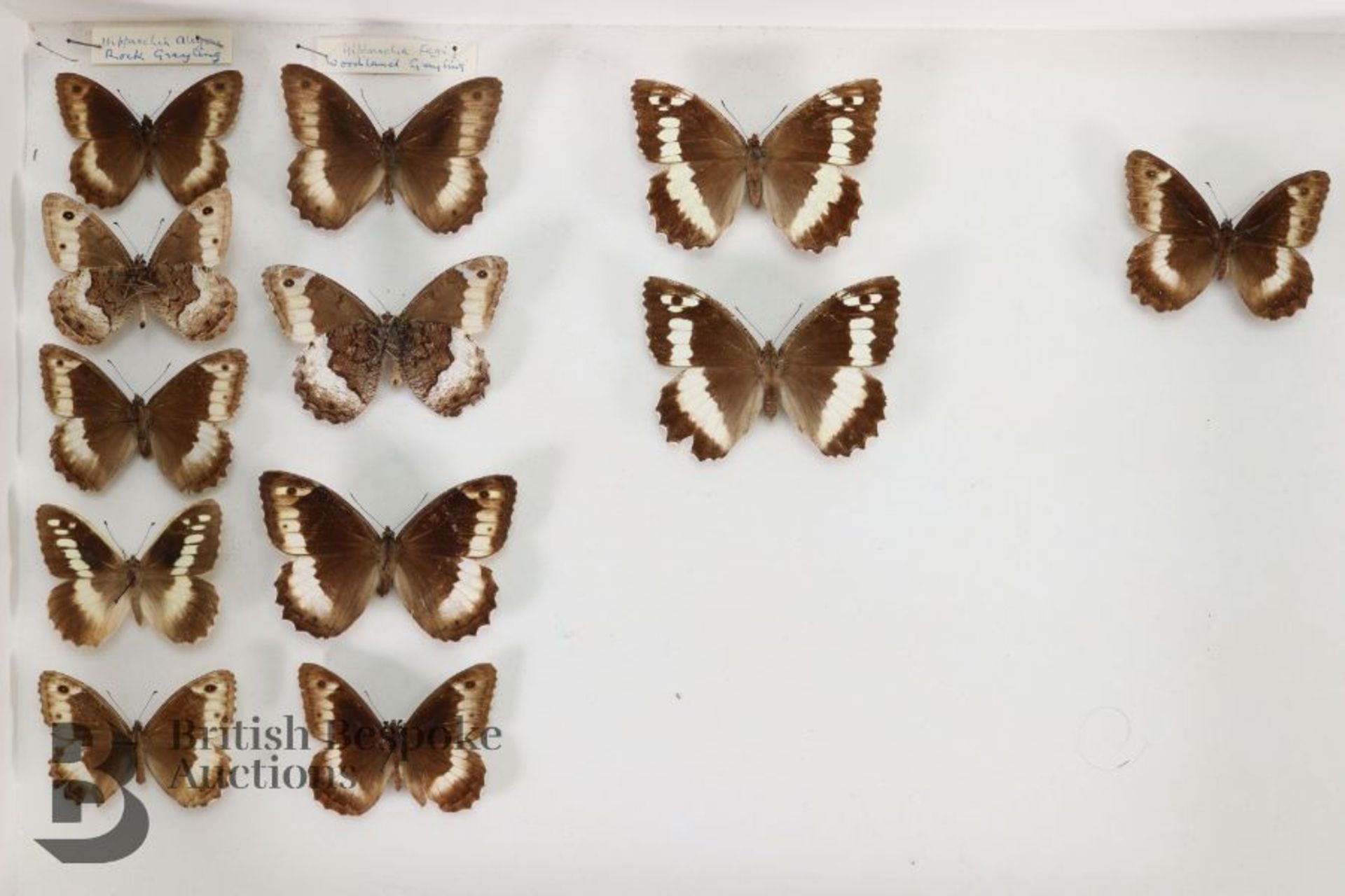 Lepidopterology - Collection of Taxidermy Butterflies - Bild 20 aus 28