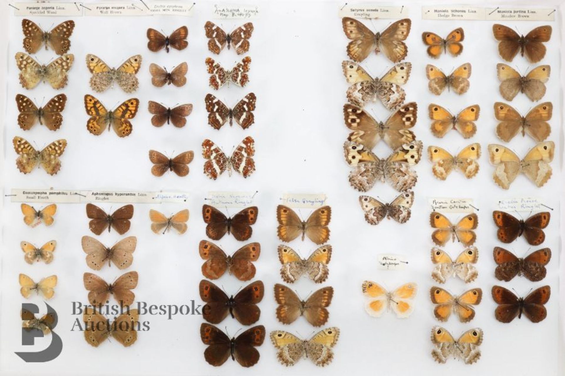 Lepidopterology - Collection of Taxidermy Butterflies - Bild 18 aus 28