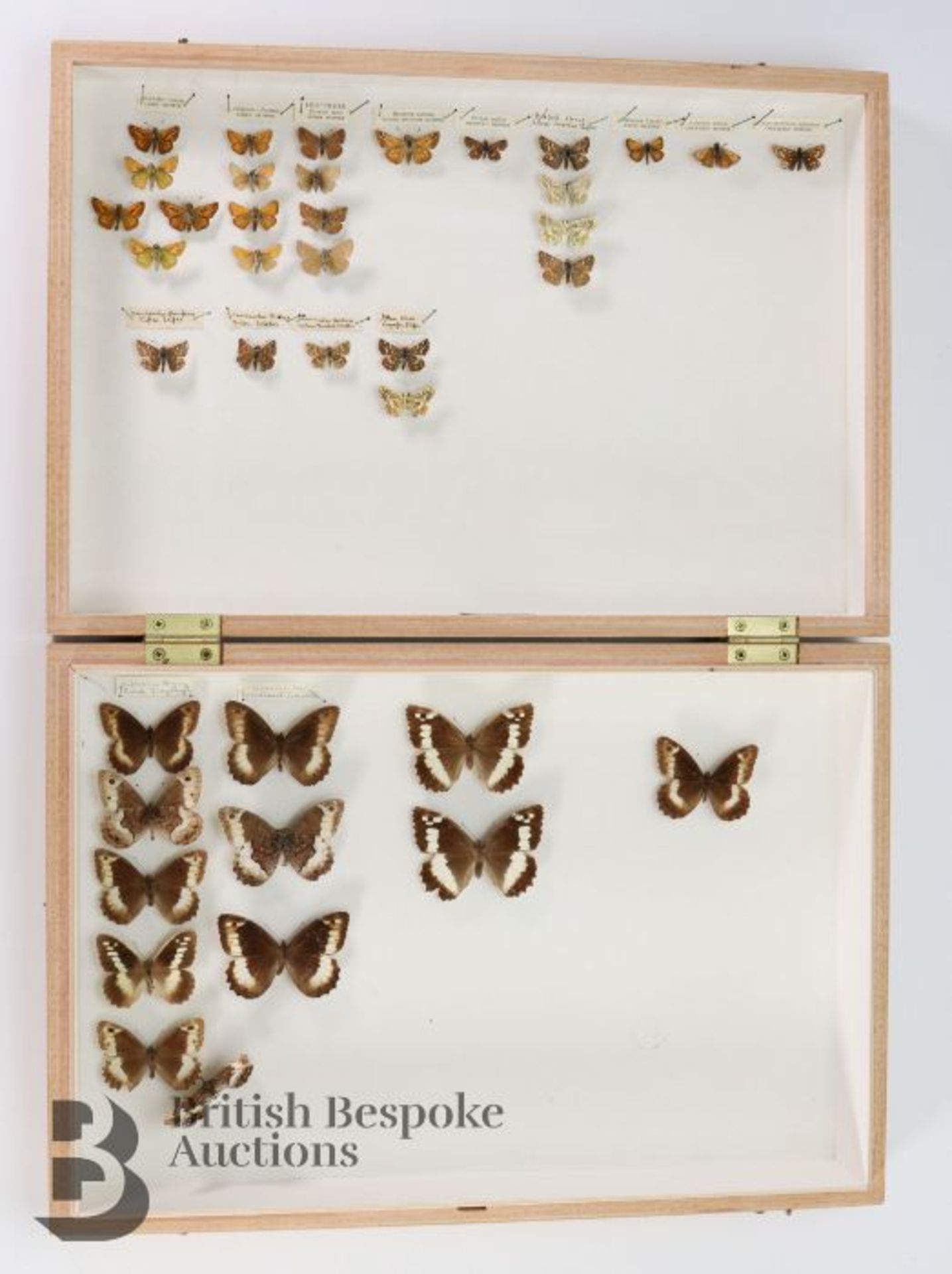 Lepidopterology - Collection of Taxidermy Butterflies - Bild 19 aus 28
