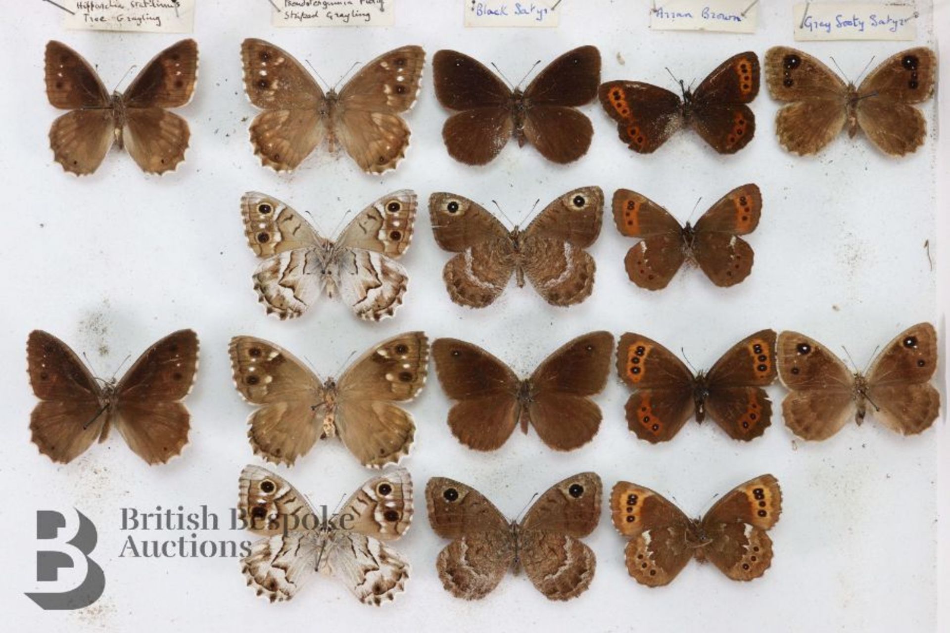 Lepidopterology - Collection of Taxidermy Butterflies - Bild 17 aus 28