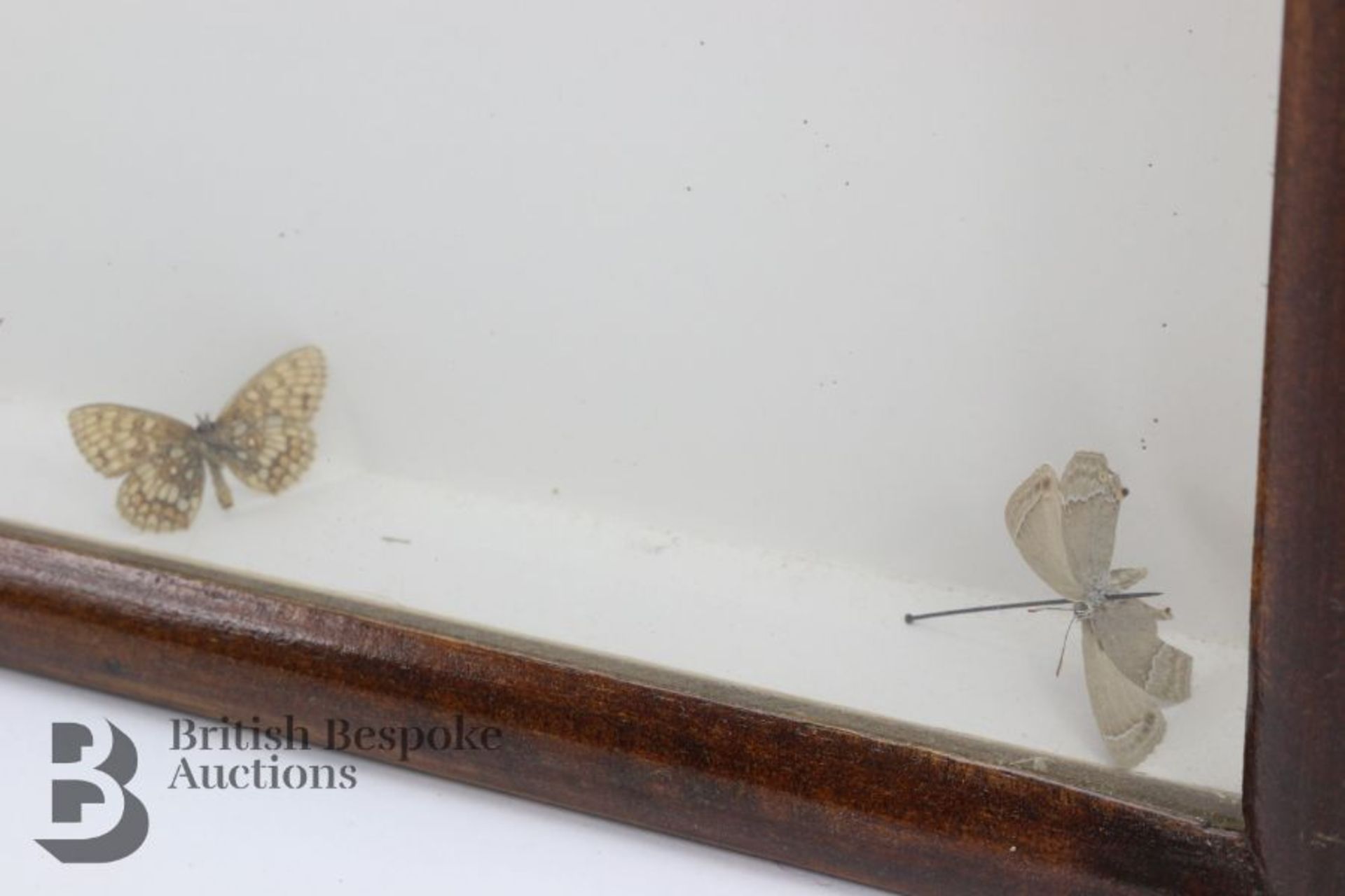 Lepidopterology - Collection of Taxidermy Butterflies - Bild 12 aus 28