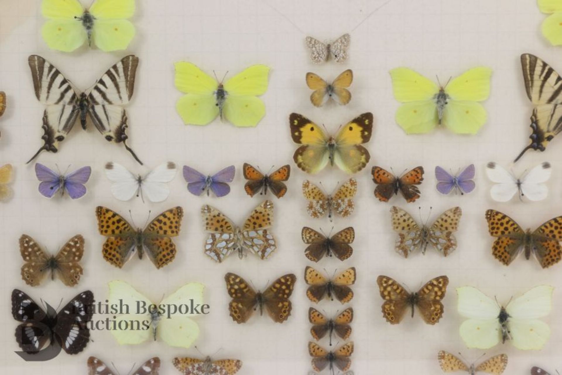 Lepidopterology - Collection of Taxidermy Butterflies - Bild 7 aus 28