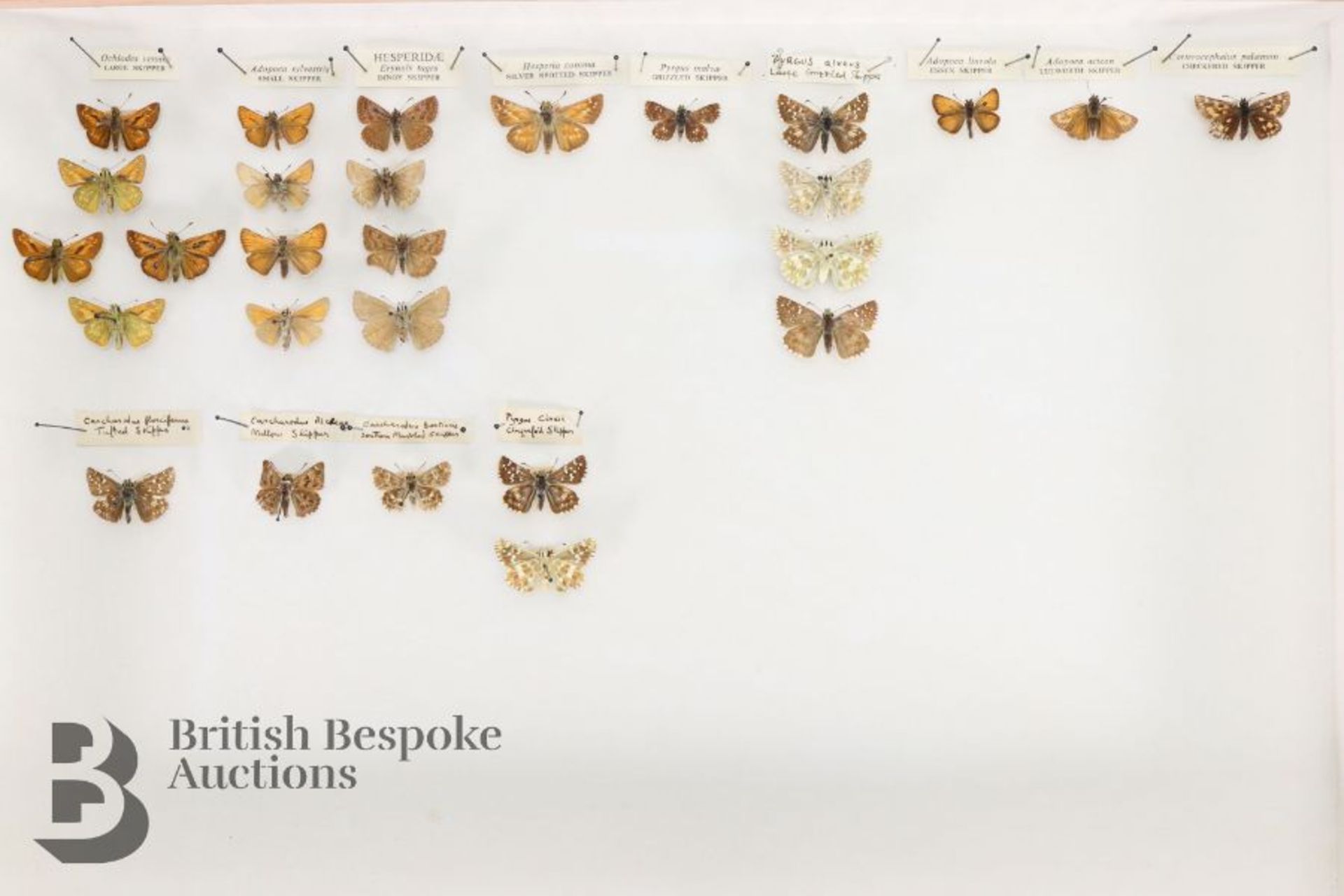 Lepidopterology - Collection of Taxidermy Butterflies - Bild 21 aus 28