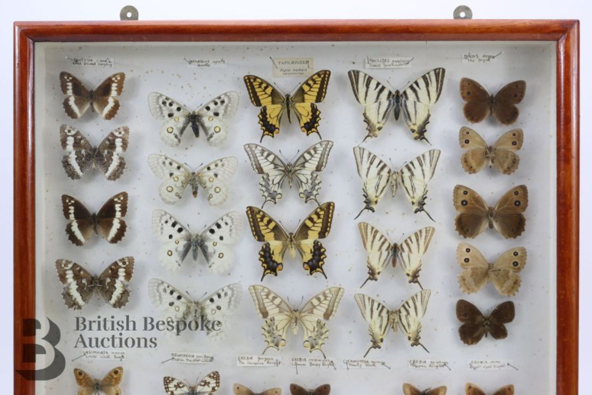 Lepidopterology - Collection of Taxidermy Butterflies - Bild 3 aus 28