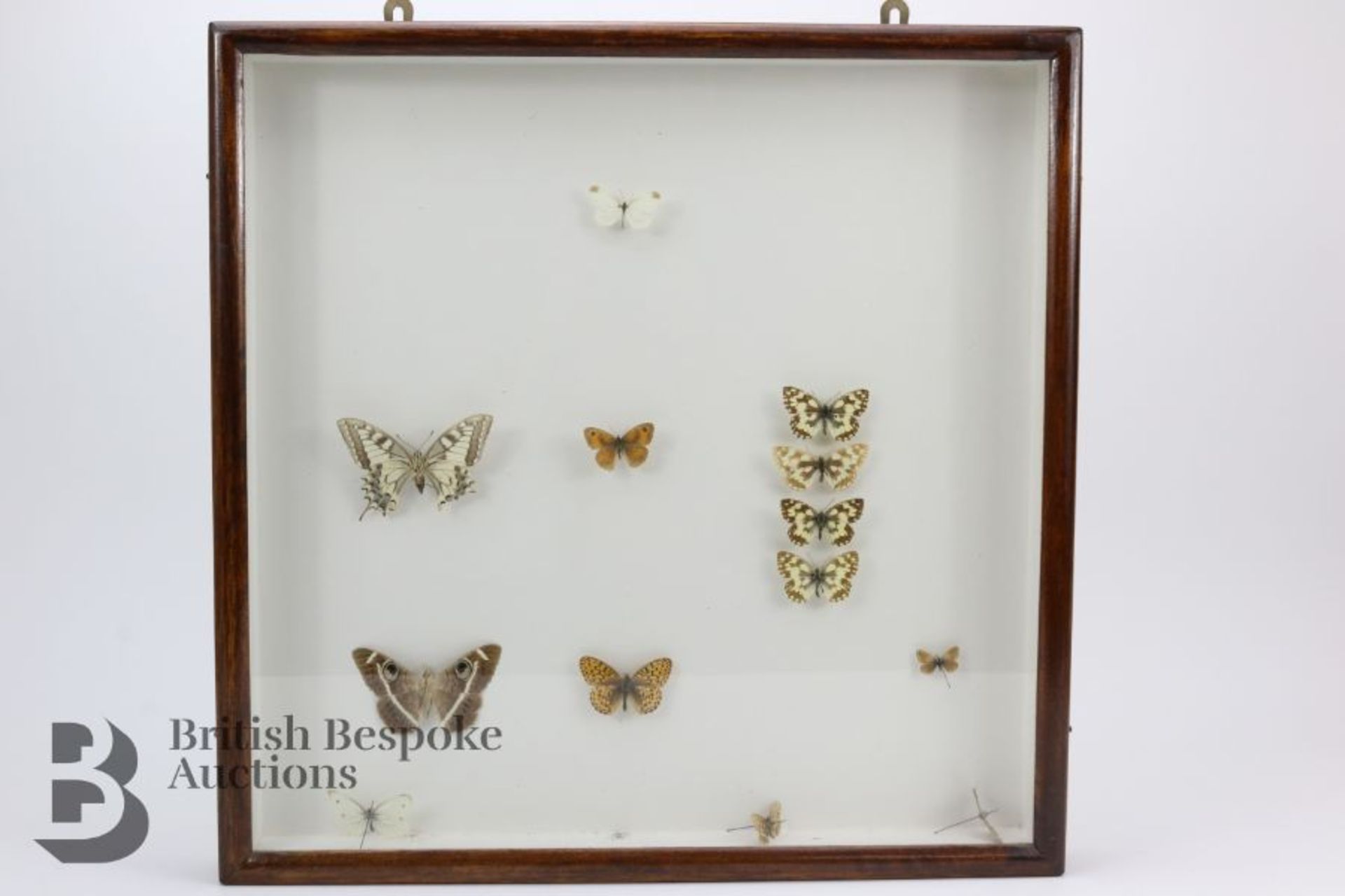 Lepidopterology - Collection of Taxidermy Butterflies - Bild 10 aus 28