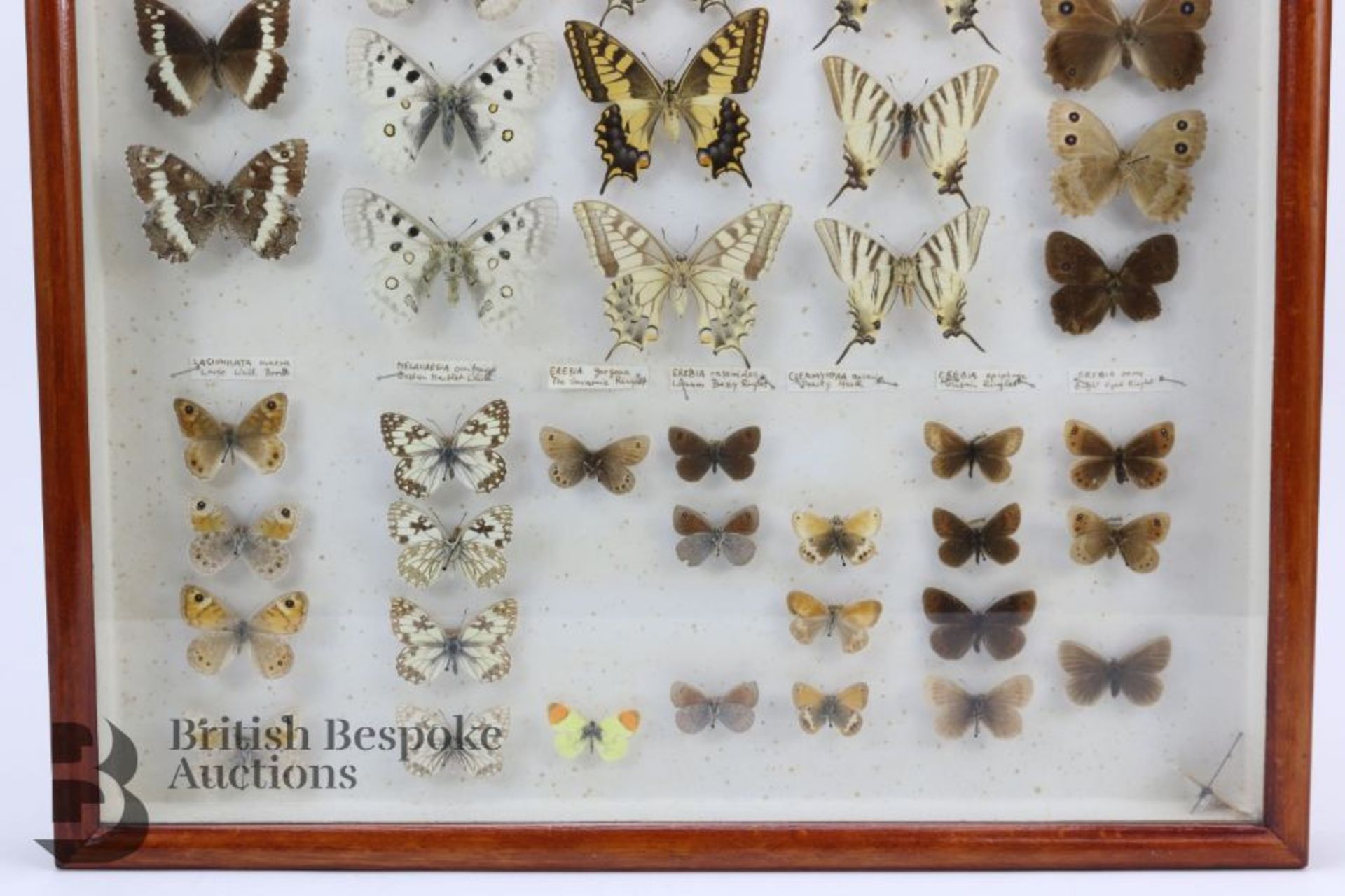 Lepidopterology - Collection of Taxidermy Butterflies - Bild 4 aus 28
