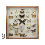 Lepidopterology - Collection of Taxidermy Butterflies