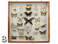 Lepidopterology - Collection of Taxidermy Butterflies