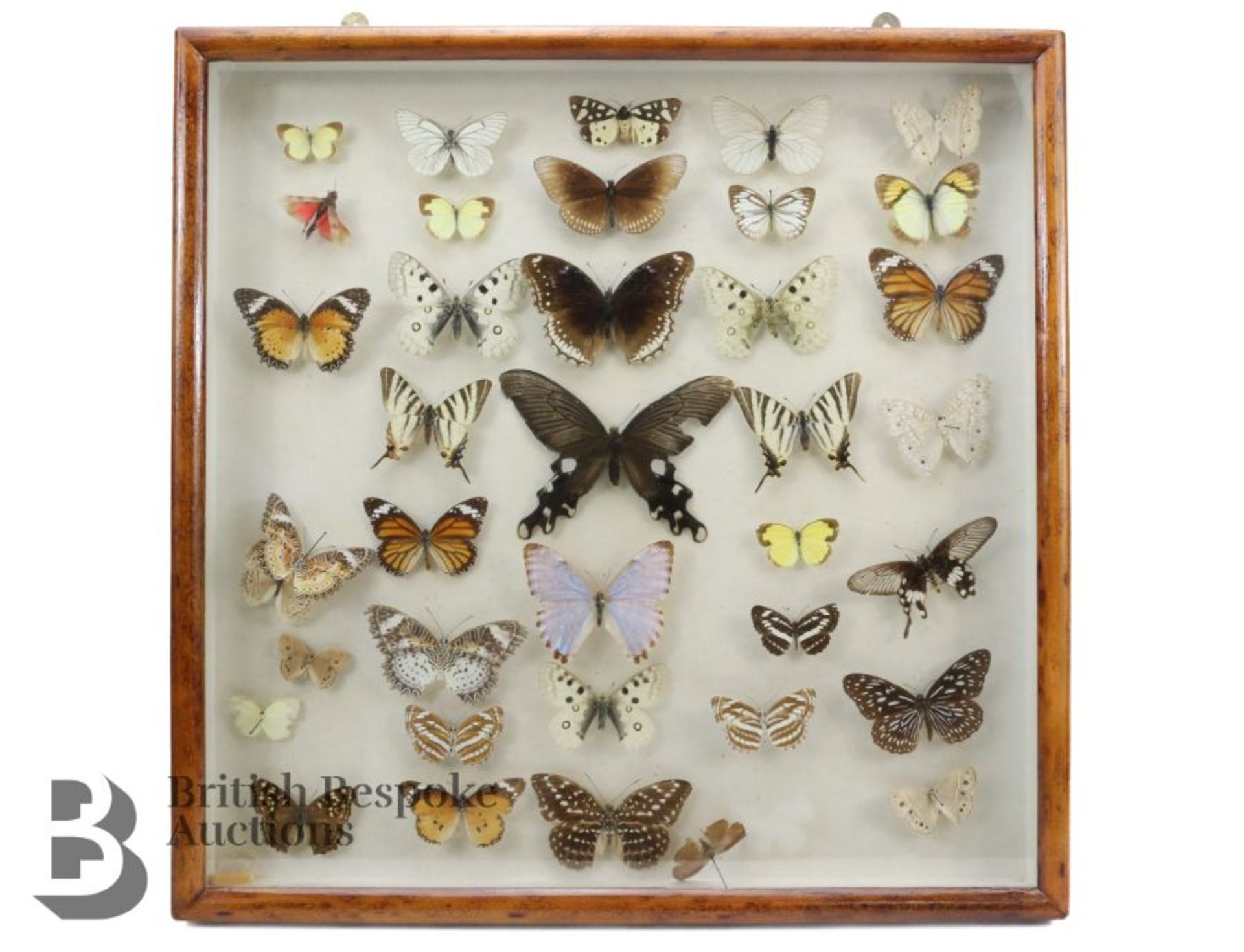 Lepidopterology - Collection of Taxidermy Butterflies