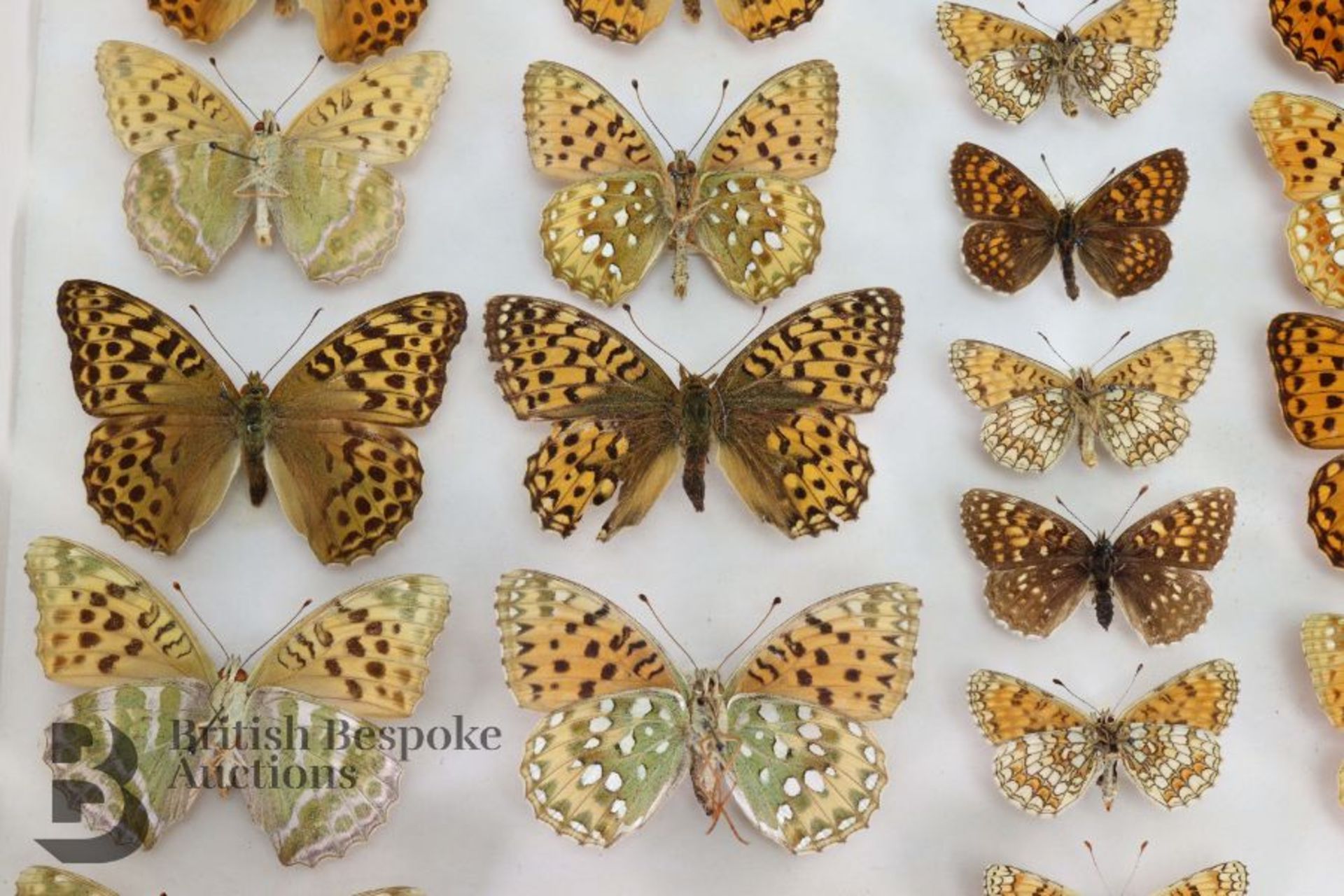 Lepidopterology - Collection of Taxidermy Butterflies - Bild 28 aus 28