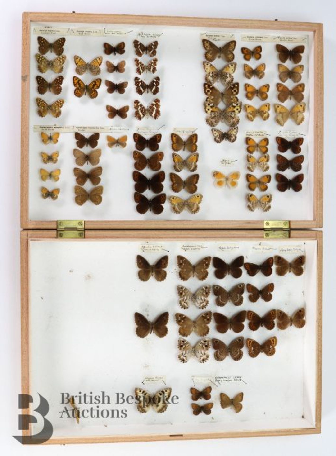 Lepidopterology - Collection of Taxidermy Butterflies - Bild 16 aus 28