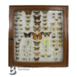 Lepidopterology - Collection of Taxidermy British Butterflies