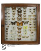 Lepidopterology - Collection of Taxidermy British Butterflies