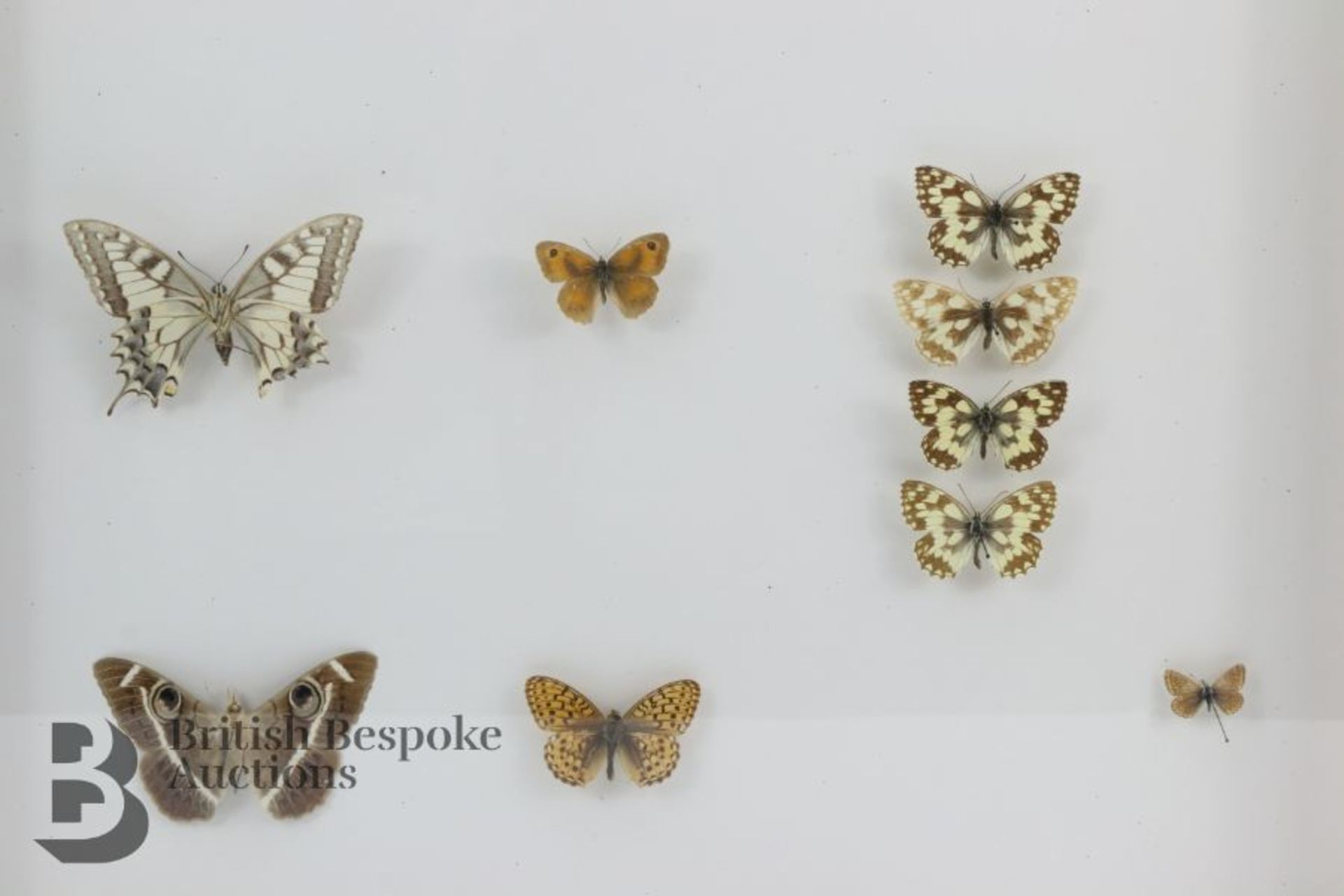 Lepidopterology - Collection of Taxidermy Butterflies - Bild 11 aus 28