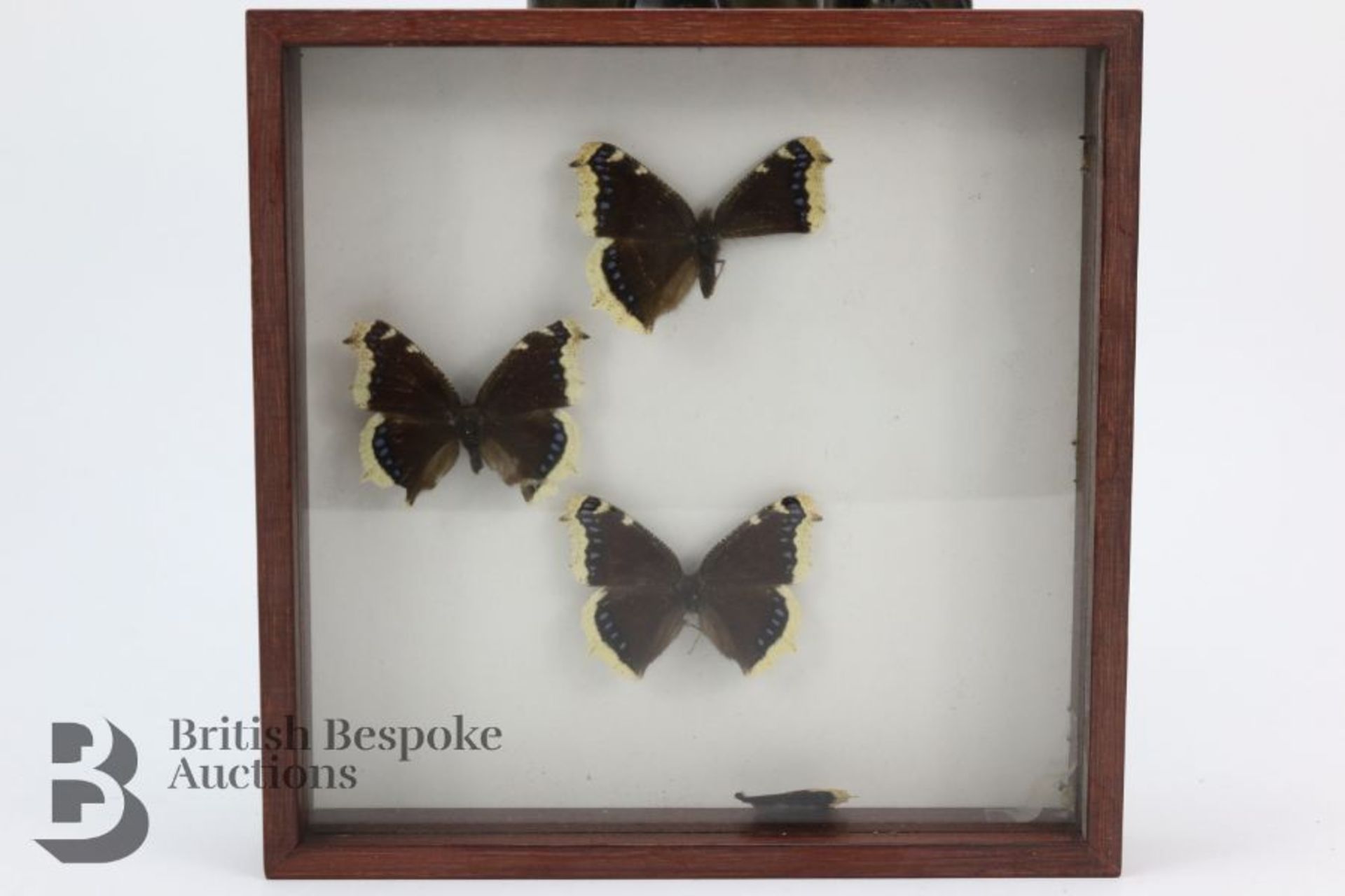 Lepidopterology - Collection of Taxidermy Butterflies - Bild 13 aus 28
